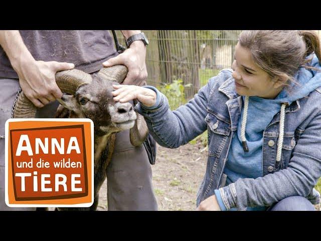 Es müffelt nach Mufflon | Reportage für Kinder | Anna und die wilden Tiere