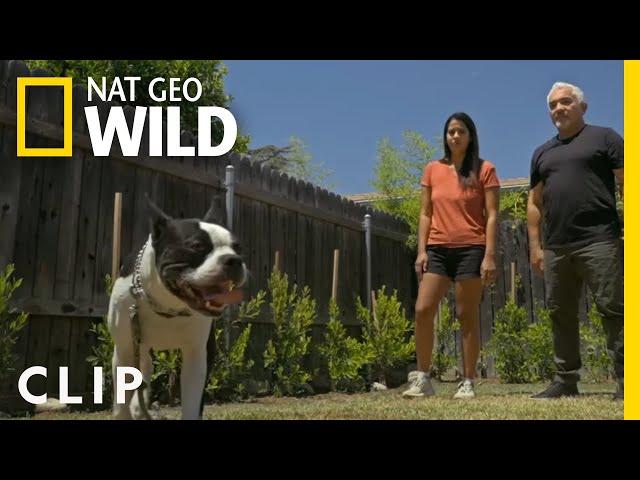 Cesar Demonsrates How to Break Aggression in Dogs | Cesar Millan: Better Human Better Dog