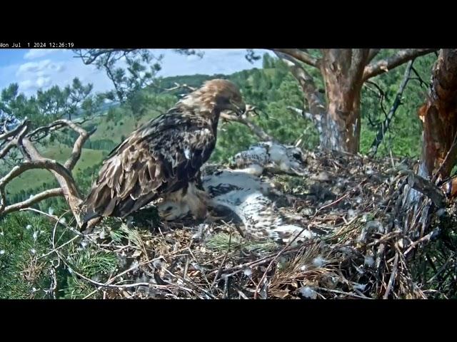 1.07.2024 Алтынычи. Где на свете спать лучше?