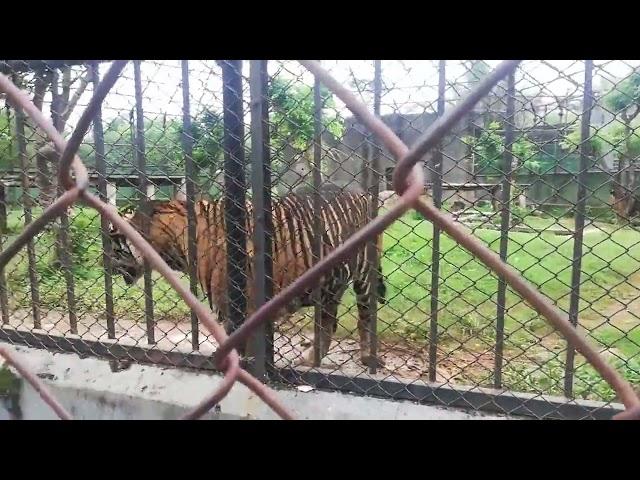 Tiger walk @ Vandaloor Zoo, Chennai