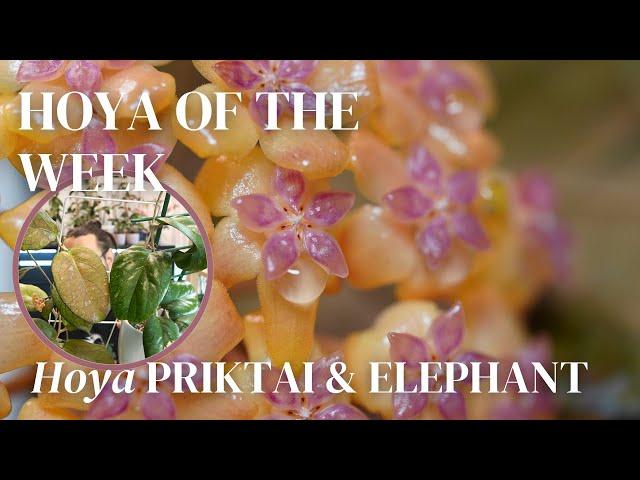 the story behind Hoya Priktai and Hoya Elephant | Hoya of the Week