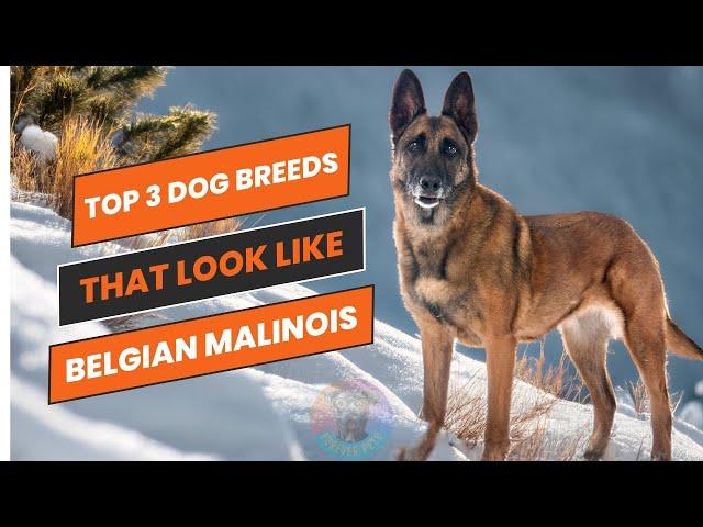 Top 3 dog breeds that look like the Belgian Malinois