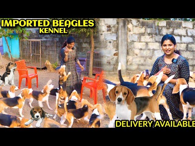 Dog kennel in Chennai | Beagle Dogs