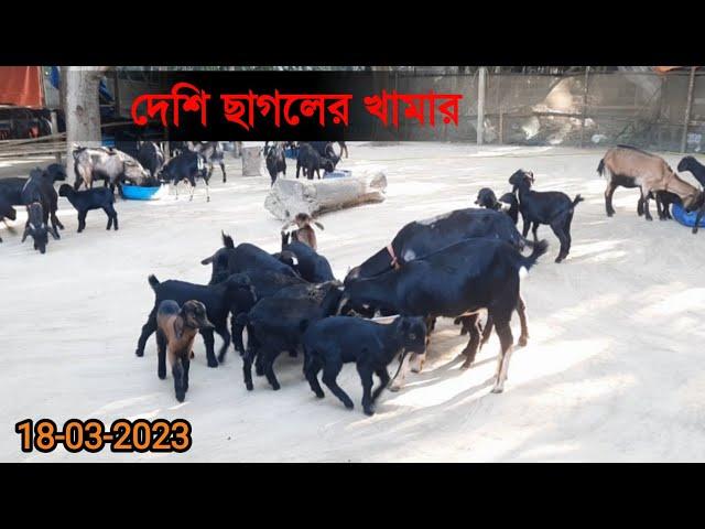 দেশিছাগলেরখামার | goatfarm | GoatFarming | RjGoatFarm | Nadia