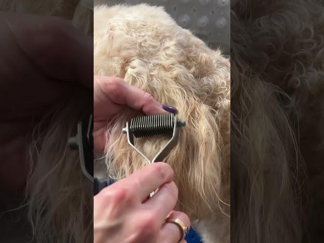 This is a safe and easy way to remove mats from the ears and tail of a  #goldendoodle  #dog