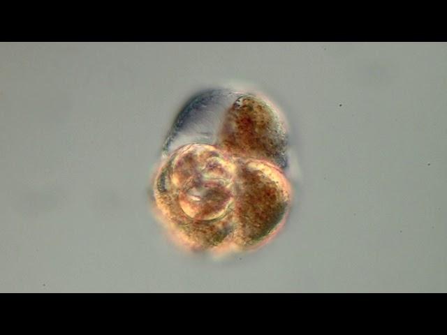 Foraminifera