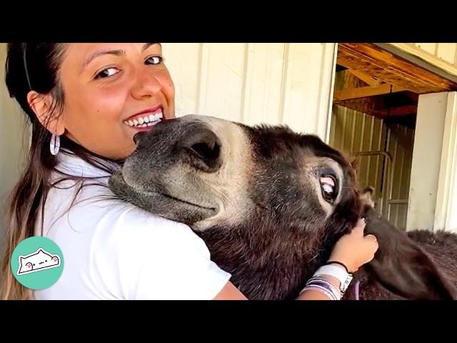 Donkeys Smile And Sing When They See These Owners | Cuddle Buddies