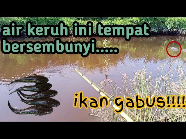 fishing snakeheads in murky water || DUO ANGLER