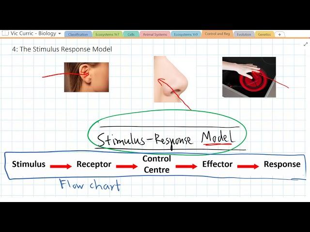 What is the Stimulus Response Model