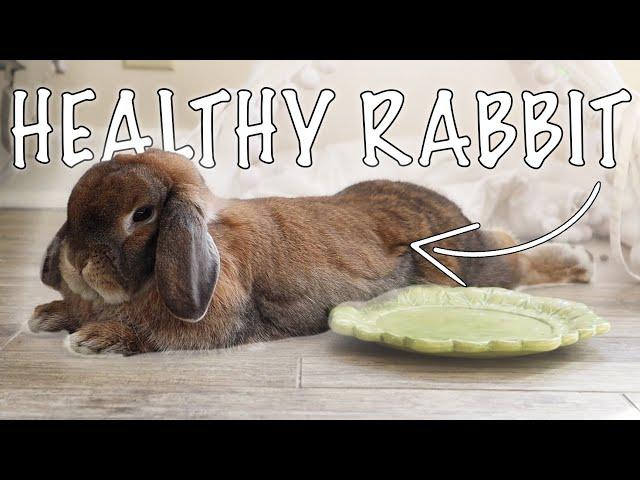 5 Signs Your Rabbit is Healthy