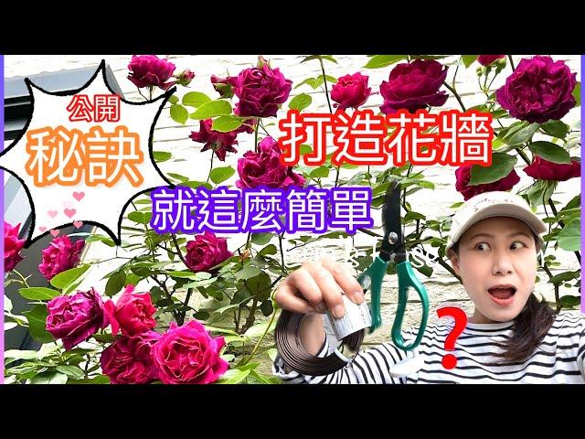 【保存版】打造花牆不求人！如何用鋁線讓爬藤玫瑰服貼於牆面上｜How to training climbing roses on a wall with wire