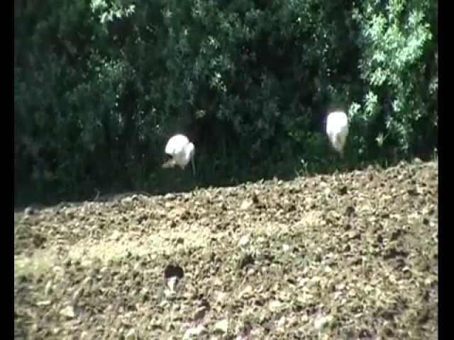 Sabias como se alimenta el raton de campo Apodemus sylvaticus