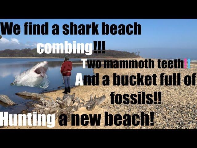 Beachcombing uk, WE FIND A LIVE SHARK!! FOSSILS GALORE!