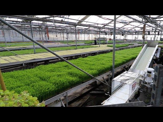 2000 Pounds of Microgreens Per Week?! See How This Farm is Dominating the Game with Curtis Stone