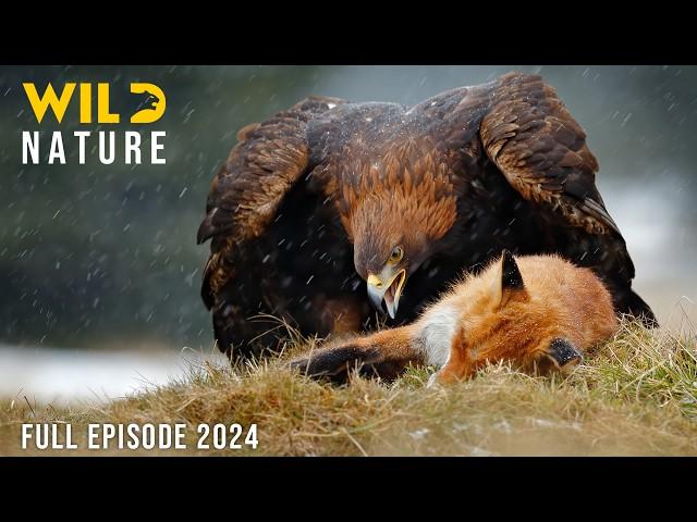 THE SWISS ALPS | Secrets of the Apex Hunters | Animal documentary