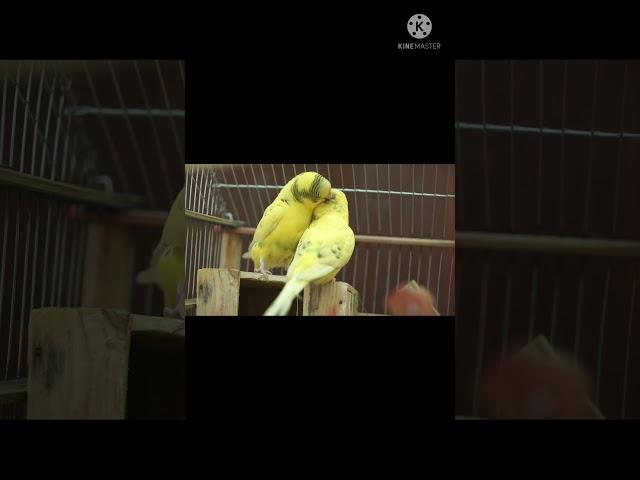 Colorful parrots#birds#shorts#MOJOJOJO REACTION#