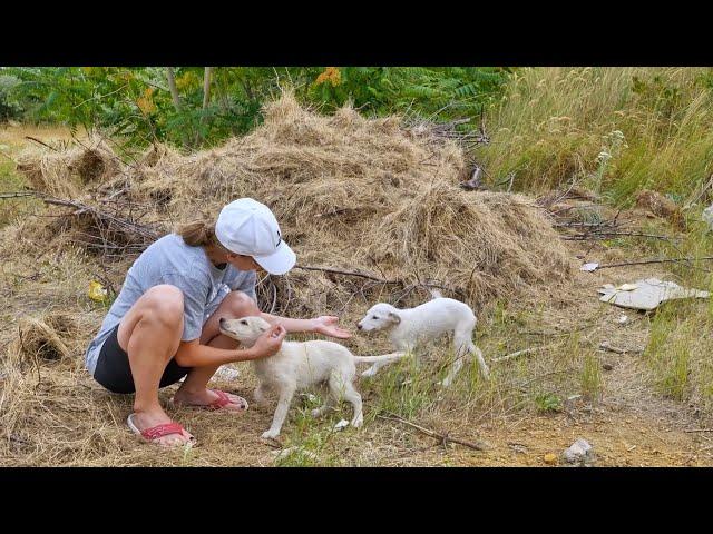 Woman Finds Puppies Abandoned in the Woods and They Become Obsessed with Her