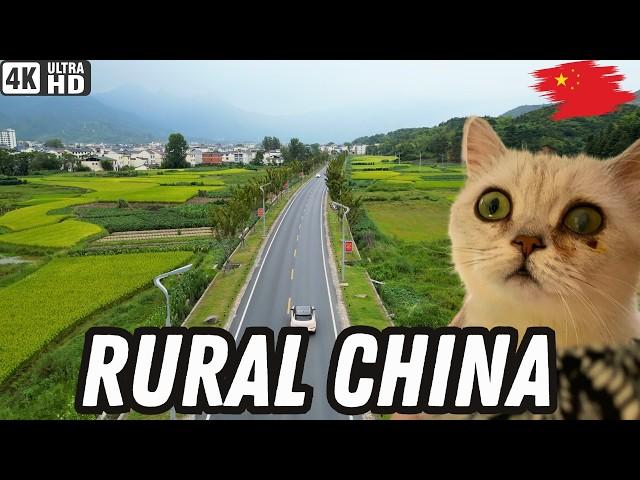 I Drove my Pets Deep into Rural China