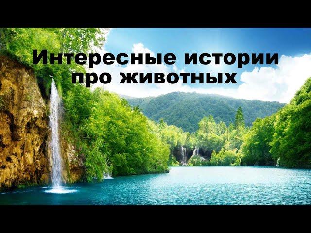 Интересные истории про животных. Аудио рассказы. Истории про волков.