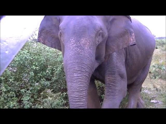 Spotting Wild elephant in Sri Lanka