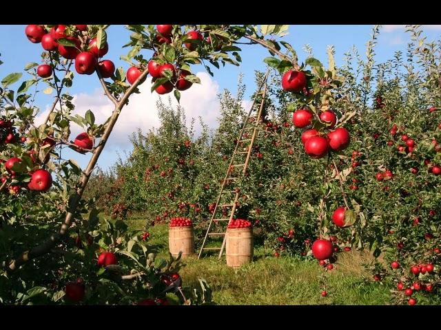 ЧЕМ ПОДКОРМИТЬ ЯБЛОНЮ / ЧЕМ ПОДКОРМИТ ЯБЛОНЮ ВЕСНОЙ - ЛЕТОМ - ОСЕНЬЮ