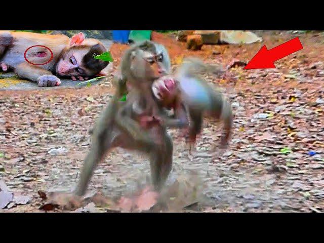 Million breaking heart new abandoned baby monkey got hard lesson from Libby  why Libby do like this