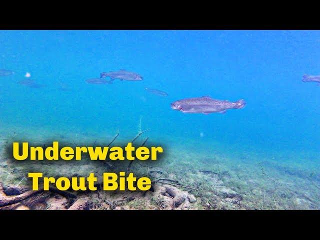 How to use Trout bait  | UNDERWATER FOOTAGE