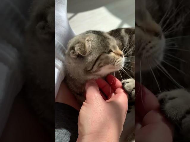 Cute Scottish Fold Kitten Hanging Out Next to Me