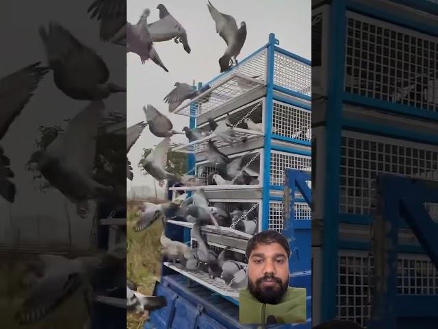  freedom #pigeon #racingpigeonloft #birds #oneloftrace #farming #pigeonracing #birdlovers #vlog