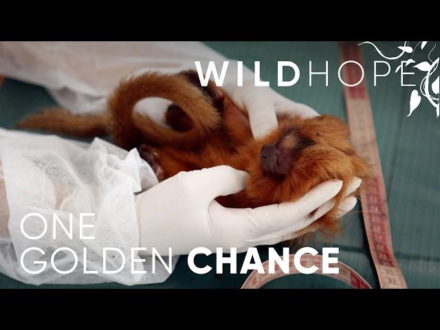 The historic comeback of golden lion tamarins | WILD HOPE