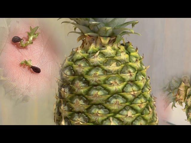 Wait...You Can Grow Pineapples From Seed?! Here's How.