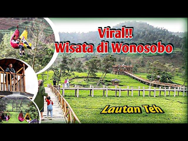 Viral!! wisata Kebun Teh Sikatok Tambi Wonosobo Penghilang Stres #kebuntehtambi #Kebuntehsikatok