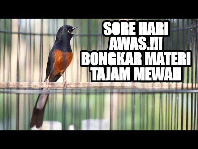 PANCINGAN Sore Hari MURAI BATU gacor BONGKAR ISIAN MEWAH 100%EFEKTIF bikin murai DIAM jadi NGAMUK