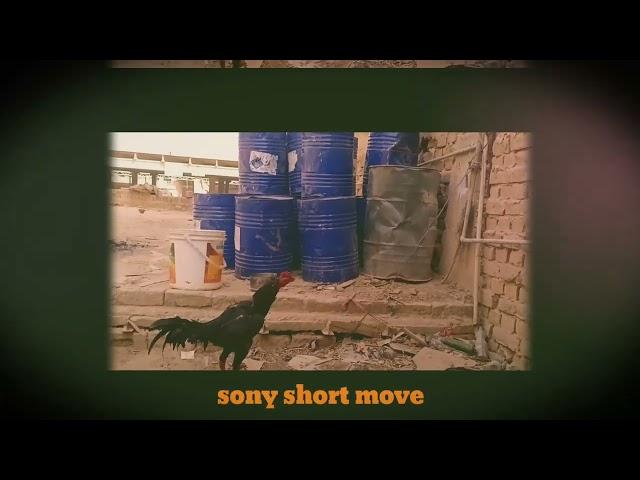 Sony Make a Short Film||@RoyalStagBarrelSelectShorts