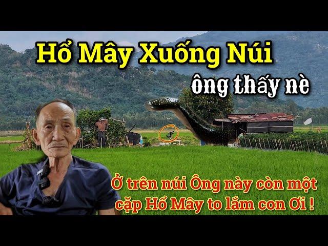 Toang Rồi Hổ Mây Núi Cấm bò xuống núi ông lão tận mắt thấy kể lại nó to bằng cái xuồng thật không ?