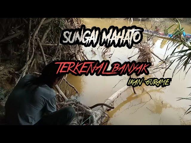 SUNGAI MAHATO SANGAT TERKENAL IKAN GURAME||ada 300 SPOT TIDAK BISA DITELUSURI