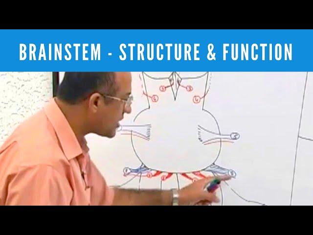 Brainstem | Structure and Function | Neuroanatomy