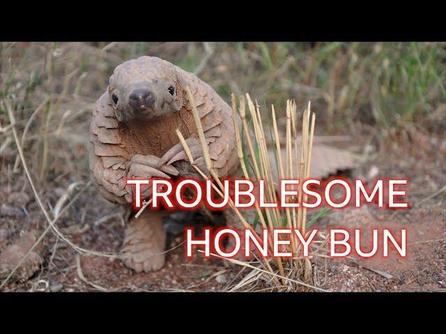 Honey Bun the pangolin: The naughty 'dinosaur' you've never heard of - BBC