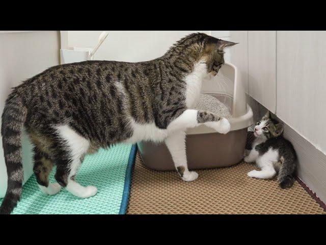 Introducing a Rescued Kitten to the Big Cats for the First Time │ Episode.1