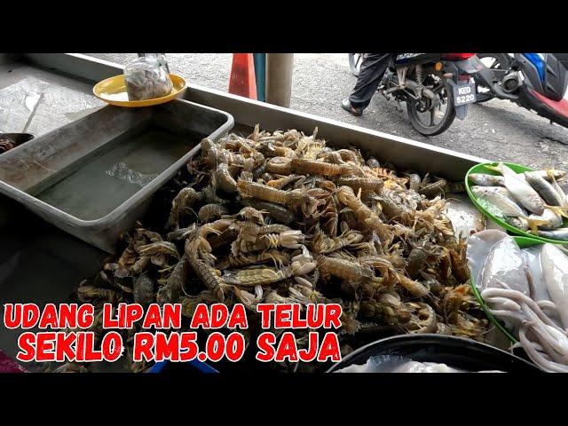 UDANG LIPAN ADA TELUR SEKILO RM 5.00 SAJA. IKAN JENAHAK MASIH HIDUP DIDARAT.