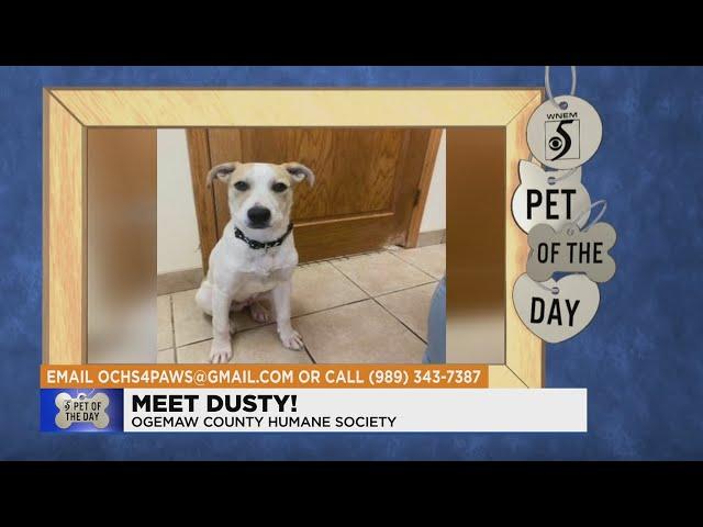 Pet of the Day: Meet Dusty!