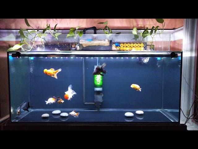 75 GALLON FANCY GOLDFISH TANK WITH OVERHEAD SUMP