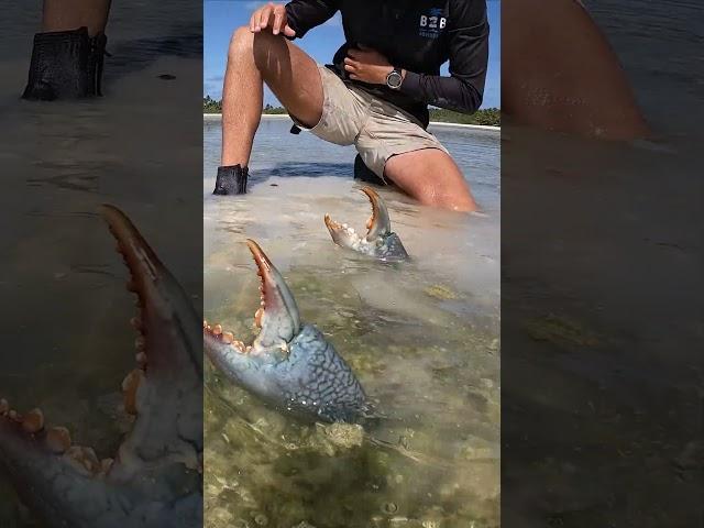 GIANT MUDCRAB! Barehanded Catch