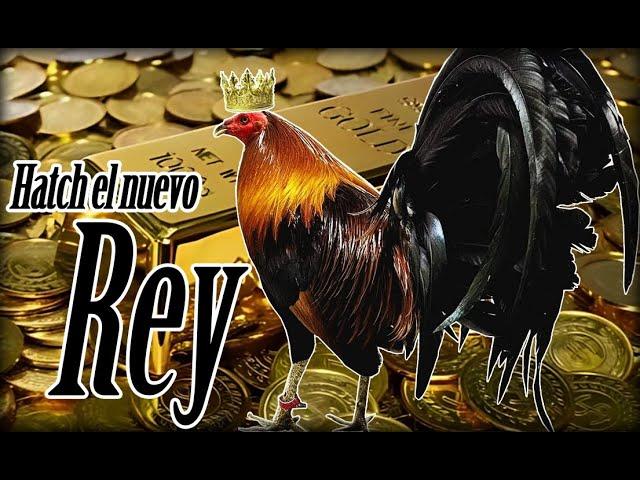 Hatch el nuevo rey