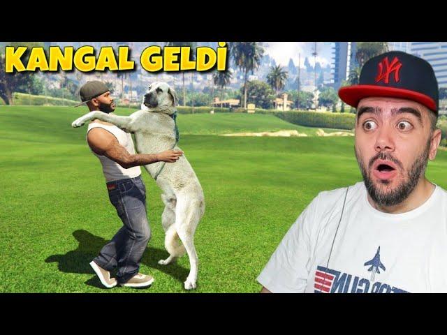 KANGAL KÖPEK GELDI GEZERKEN YENI KÖPEK BULDUM! - GTA 5 MODS