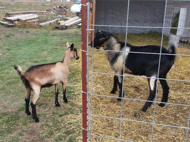 When To Breed Your Goats