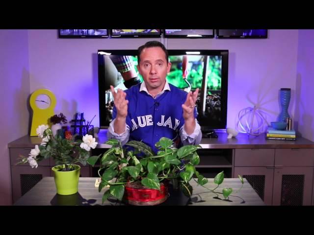 The secret to watering your plants - Frankie Flowers