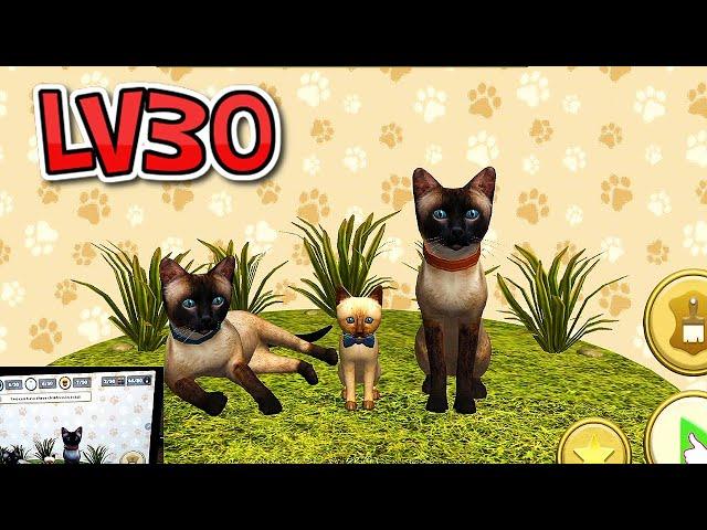 Cat Simulator 2021  LV30  Farming ATTACK Android İOS Gameplay