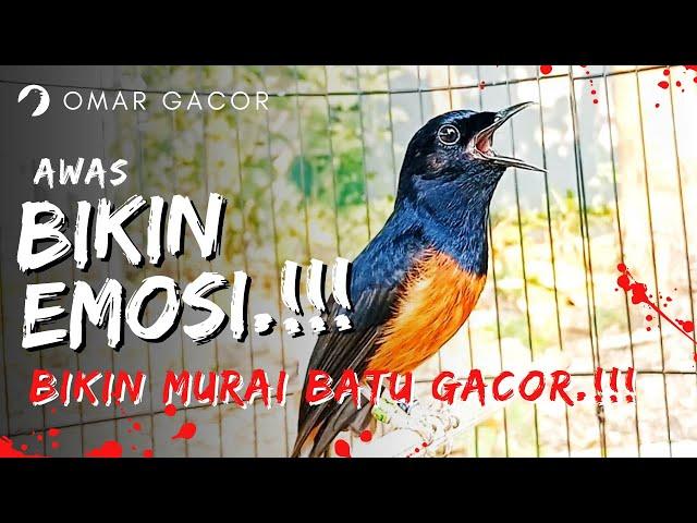 MURAI BATU GACOR AMPUH BUAT PANCINGAN MURA BATU AGAR BUNYI BIKIN MURAI BONGKAR MATERI