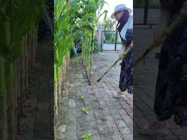 Miracle growth in the cracks of the bricks ( Corns  )#satisfying #short